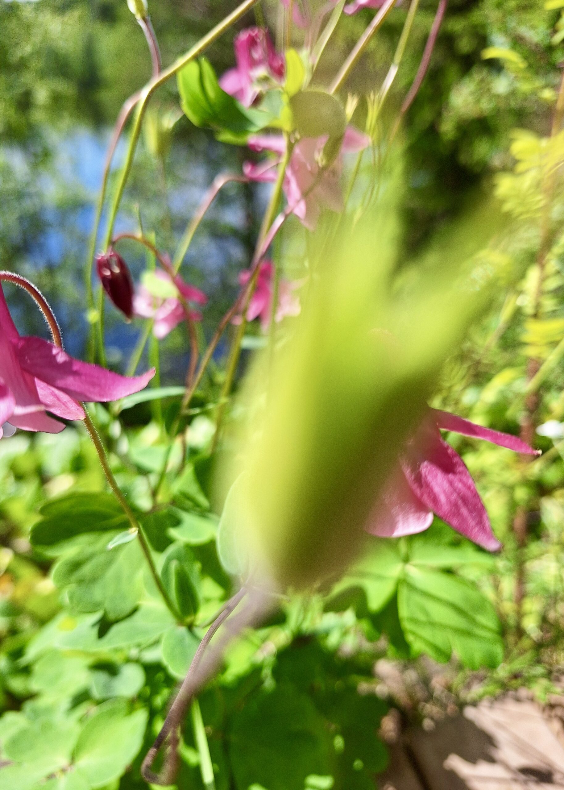 Vitality from Glimmers – What Are They, and Can You Learn to Notice Them?